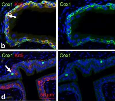 Immunocytochemistry/ Immunofluorescence: COX-1 Antibody [NBP1-85500]