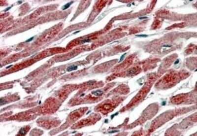 Immunohistochemistry-Paraffin: COX-1 Antibody [NB100-867]