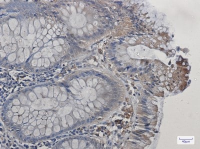 Immunohistochemistry-Paraffin: COX-1 Antibody (S02-6G4) [NBP3-19609]