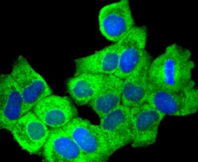 Immunocytochemistry/ Immunofluorescence: COX-1 Antibody (SC68-05) [NBP2-67643]