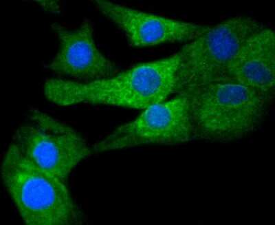 Immunocytochemistry/ Immunofluorescence: COX-1 Antibody (SC68-05) [NBP2-67643]