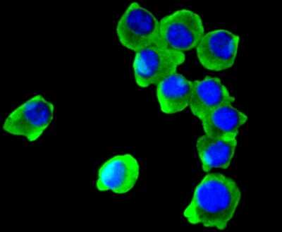 Immunocytochemistry/ Immunofluorescence: COX-1 Antibody (SC68-05) [NBP2-67643]