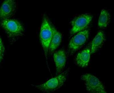 Immunocytochemistry/ Immunofluorescence: COX-1 Antibody (SC68-05) [NBP2-67643]