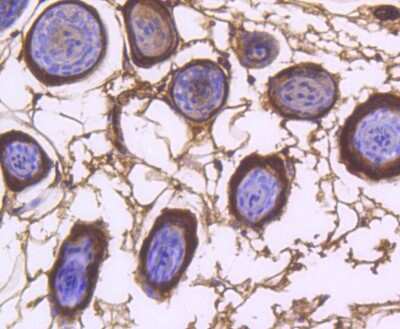 Immunohistochemistry-Paraffin: COX-1 Antibody (SC68-05) [NBP2-67643]