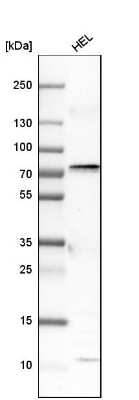 Western Blot: COX-1 Antibody [NBP1-85500]