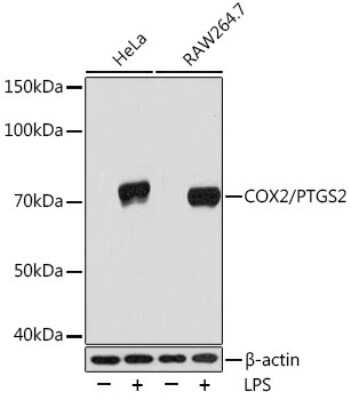 Western Blot: COX-2 Antibody (2V7G8) [NBP3-16220]
