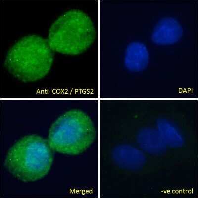Immunocytochemistry/ Immunofluorescence: COX-2 Antibody [NB100-868]