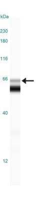 Simple Western: COX-2 Antibody [NB100-689]