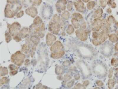 Immunohistochemistry-Paraffin: COX IV Isoform 2 Antibody (1F2) [H00084701-M01]