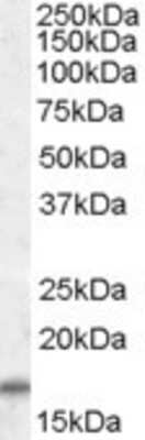 Western Blot: COX IV Isoform 2 Antibody [NBP1-44068]