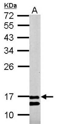 Western Blot: COX4 Antibody [NBP2-15975]