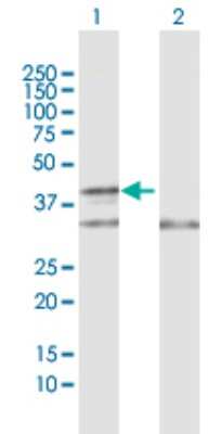 Western Blot: COX10 Antibody [H00001352-D01P]