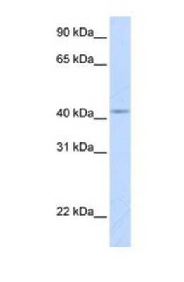 Western Blot: COX10 Antibody [NBP1-59554]