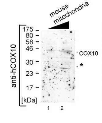 Western Blot: COX10 Antibody [NBP1-59554]