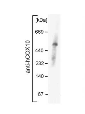 Western Blot: COX10 Antibody [NBP1-59554]