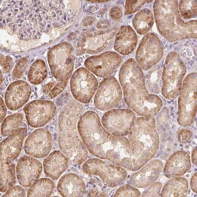 Immunohistochemistry-Paraffin: COX14 Antibody [NBP2-56098]