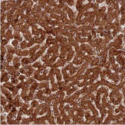 Immunohistochemistry: COX17 Antibody [NBP2-30388]
