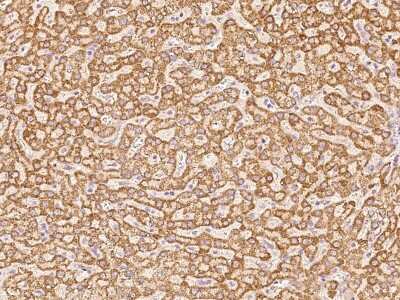 Immunohistochemistry-Paraffin: COX17 Antibody [NBP2-99469]
