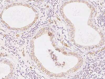 Immunohistochemistry-Paraffin: COX17 Antibody [NBP2-99469]