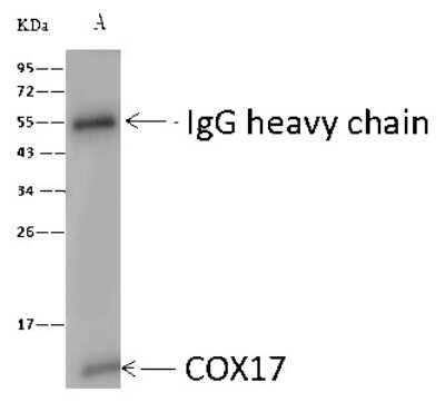 Immunoprecipitation: COX17 Antibody [NBP2-99469]