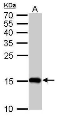 Western Blot: COX4 Antibody (854) [NBP2-43540]