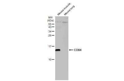 Western Blot: COX4 Antibody (854) [NBP2-43540]