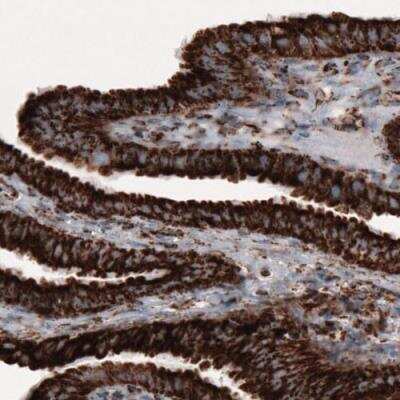 Immunohistochemistry-Paraffin: COX4 Antibody (CL3497) [NBP2-78718]