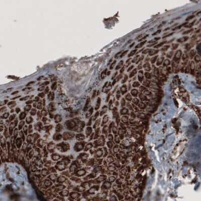 Immunohistochemistry-Paraffin: COX4 Antibody (CL3515) [NBP2-61620]