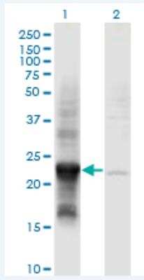 Western Blot: COX4NB Antibody (4F4) [H00010328-M01-100ug]