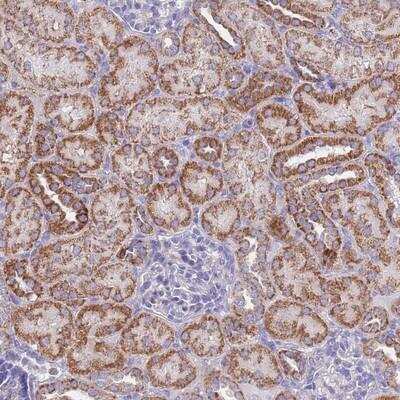 Immunohistochemistry-Paraffin: COX4NB Antibody [NBP2-13864]