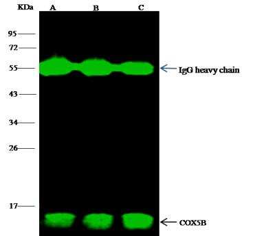 Immunoprecipitation: COX5b Antibody (020) [NBP2-90311]