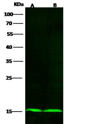 Western Blot: COX5b Antibody (020) [NBP2-90311]