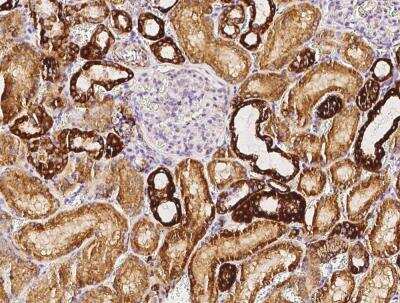 Immunohistochemistry-Paraffin: COX5b Antibody (029) [NBP2-90313]