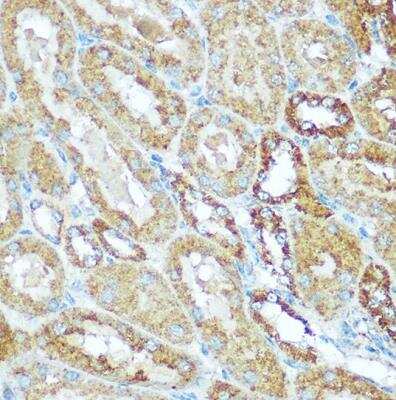 Immunohistochemistry-Paraffin: COX5b Antibody - BSA Free [NBP2-92927]