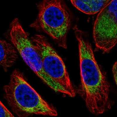 Immunocytochemistry/ Immunofluorescence: COX6A1 Antibody [NBP2-46865]