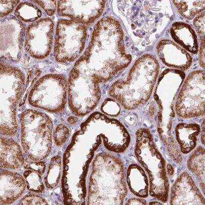 Immunohistochemistry-Paraffin: COX6A1 Antibody [NBP2-46865]