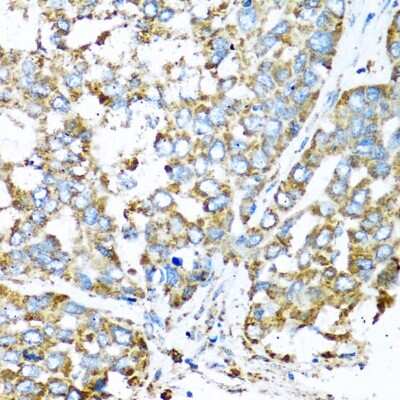 Immunohistochemistry-Paraffin: COX6A1 Antibody - BSA Free [NBP2-92889]