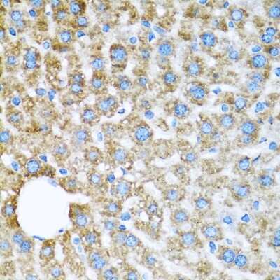 Immunohistochemistry-Paraffin: COX6A1 Antibody - BSA Free [NBP2-92889]