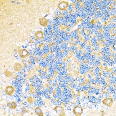 Immunohistochemistry-Paraffin: COX6A1 Antibody - BSA Free [NBP2-92889]