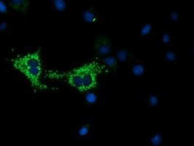 Immunocytochemistry/ Immunofluorescence: COX6A1 Antibody (OTI4G2) - Azide and BSA Free [NBP2-70427]