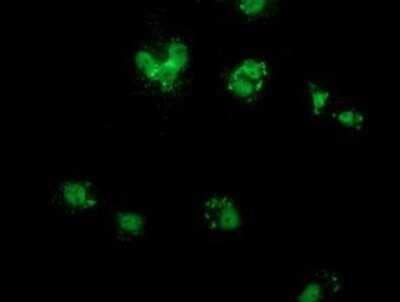 Immunocytochemistry/ Immunofluorescence: COX6B2 Antibody (OTI1F5) - Azide and BSA Free [NBP2-72379]