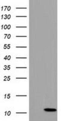 Western Blot: COX6B2 Antibody (OTI1F5) [NBP2-02729]