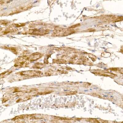 Immunohistochemistry-Paraffin: COX7A1 Antibody - Azide and BSA Free [NBP2-92185]