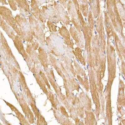 Immunohistochemistry-Paraffin: COX7A1 Antibody - Azide and BSA Free [NBP2-92185]
