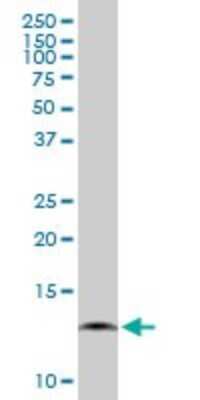 Western Blot: COX7A2L Antibody [H00009167-B02P]
