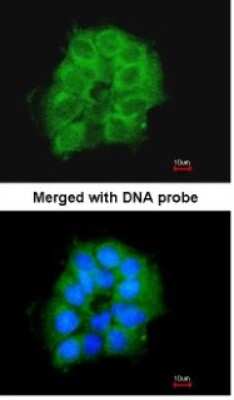 Immunocytochemistry/ Immunofluorescence: COX7B2 Antibody [NBP1-33386]
