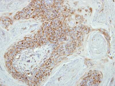 Immunohistochemistry-Paraffin: COX7B2 Antibody [NBP1-33386]