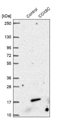 Western Blot: COX8C Antibody [NBP1-84400]