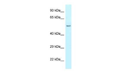 Western Blot: CPA5 Antibody [NBP2-82750]