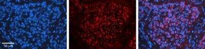 Immunohistochemistry-Paraffin: CPD Antibody [NBP1-91447]